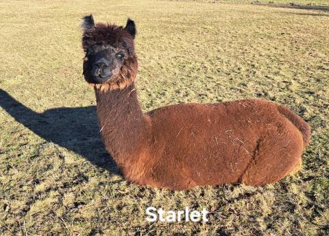 Alpaka Stute