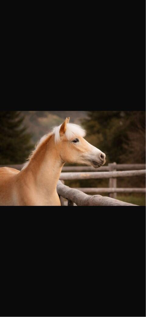 Haflinger