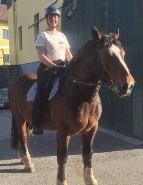 Freizeitpferd