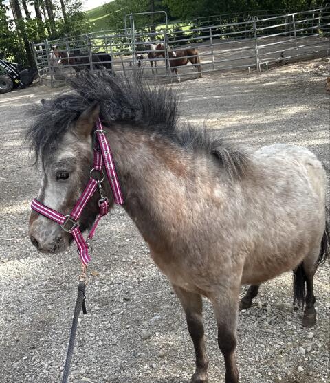 Geronimo sucht neues Zuhause