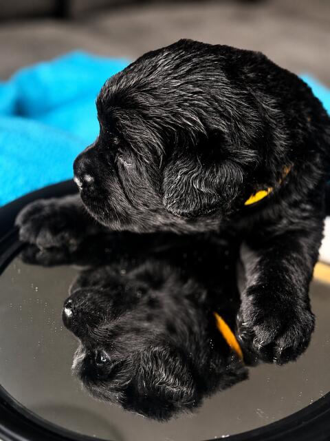 Labrador Retriever Welpen aus VDH/LCD-Zucht (FCI)