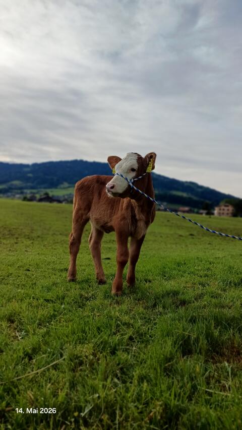 Verkaufe mehrere FV×BV Kälber (W)