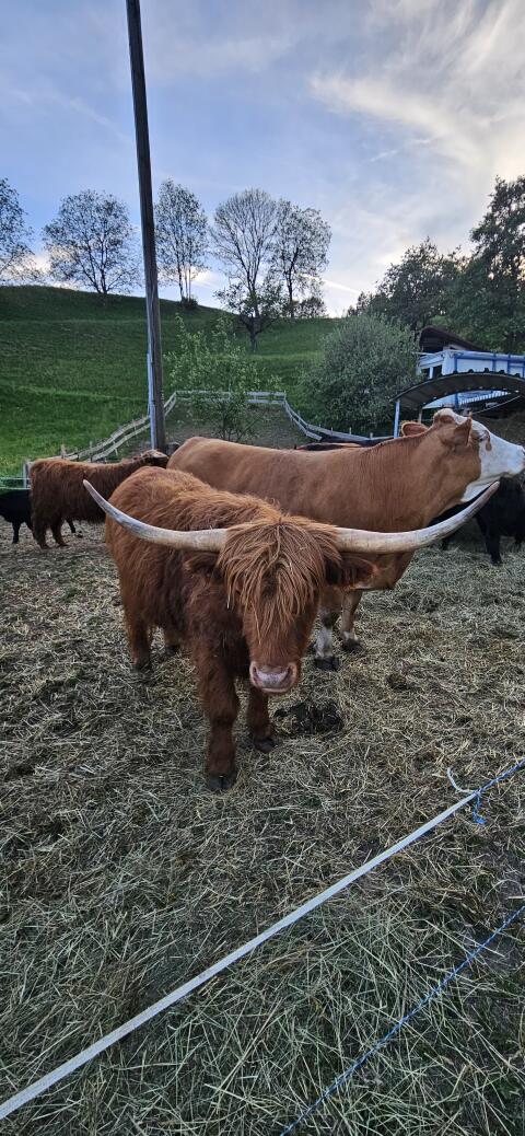 Hochlandrind-Ochse Ferdinand