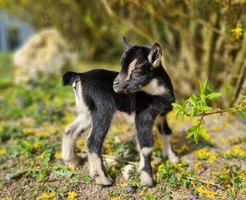 Mini-Zwergziegen-Mädchen