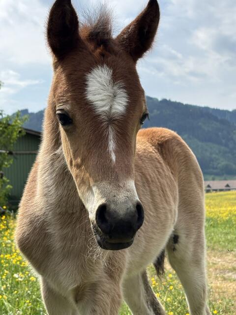 Reitpony
