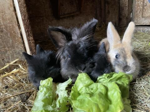 Junge Kaninchen zu verkaufen