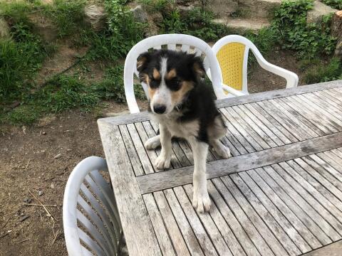 Border Collie Welpe