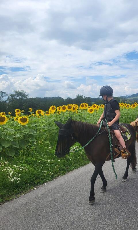 Liebevolles Pony, Ponydame, Pferd