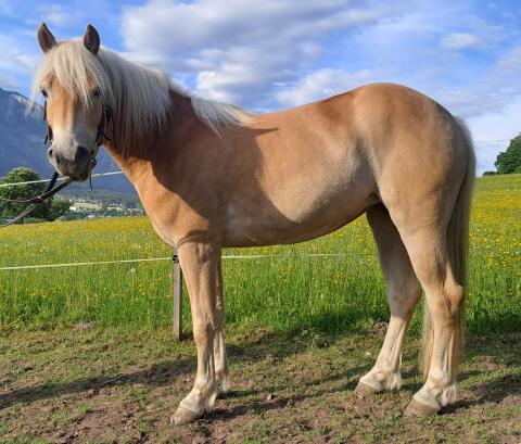 Tiroler Haflinger Stute