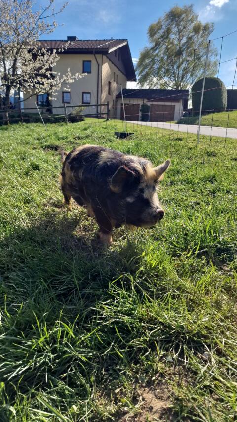 Kune-Kune-Zuchtschweine mit Pedigree