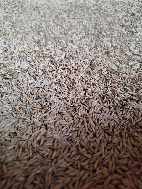 Bio-Hafer 4.000 kg
