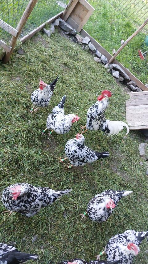 Bruteier Leghorn Exchequer