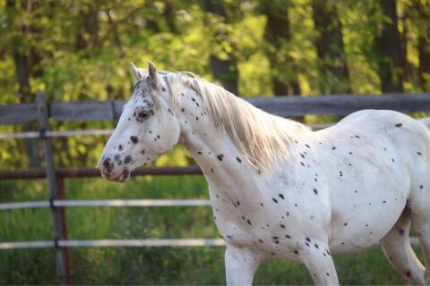 4-jähriger Appaloosa