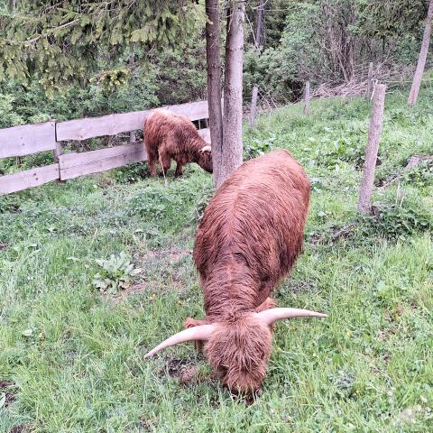 Hochlandrinder-Stier