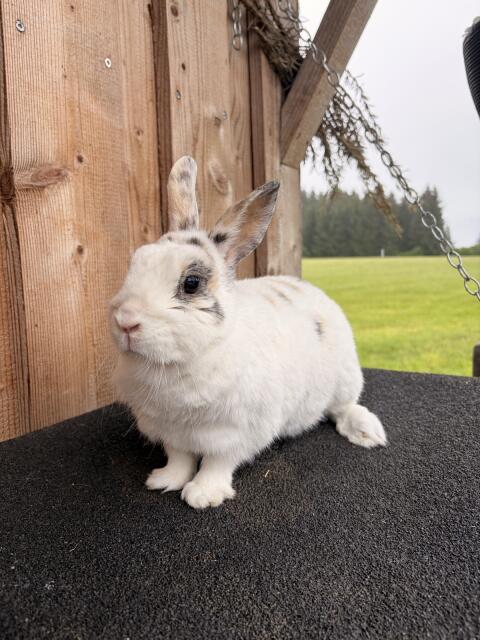 Zwergkaninchen