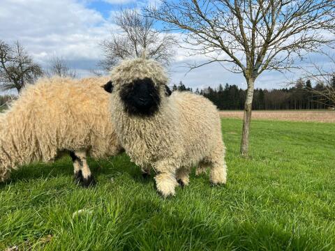 Walliser Schwarznasenschaf Widder Jungbock