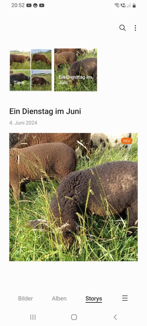 Verkaufe junge Bergschafe und Jura