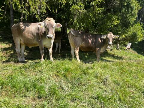 Tragende Rinder