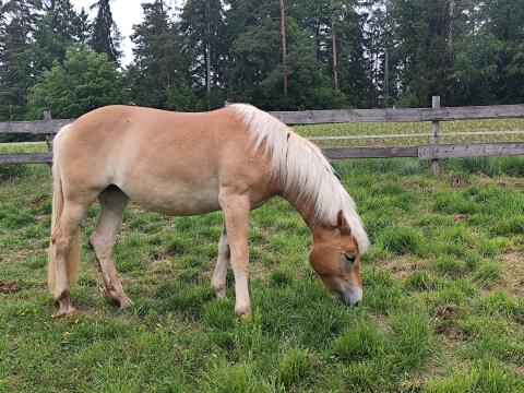 2-jährige Haflinger Stute