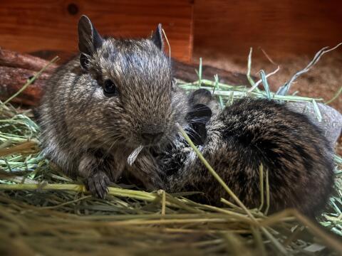 Degus