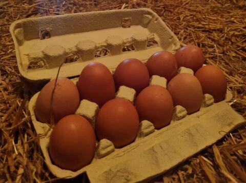 Frische Eier