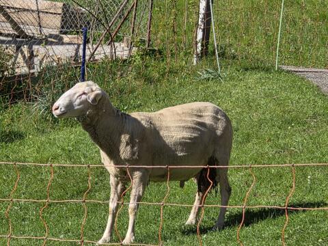 Schafbock Merino Linie M