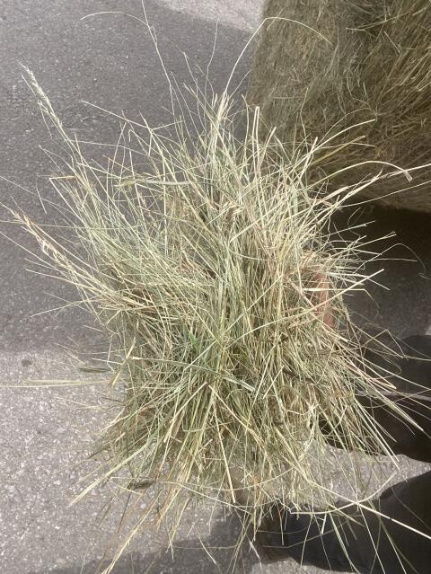 Bestes Wiesenheu
