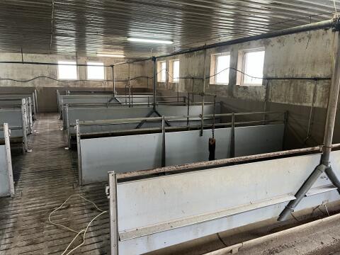 Aufstallung Schweinemast