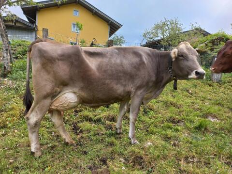 Brown Swiss Kuh BIO