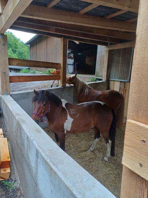 Huzulen-Pony
