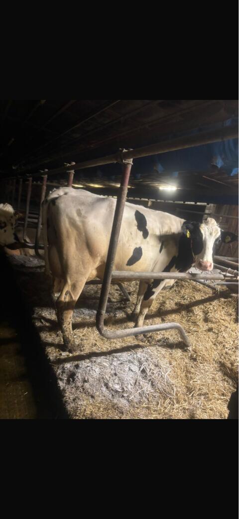 Holstein Jungkuh