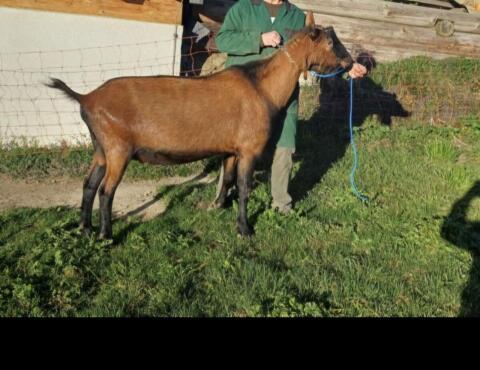 GGZ-Bock