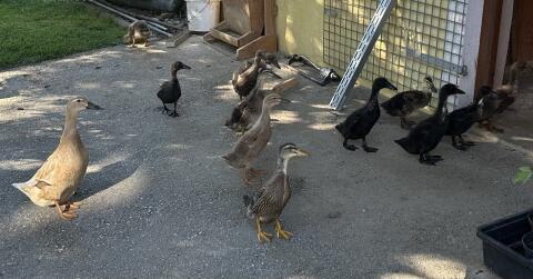 Enten