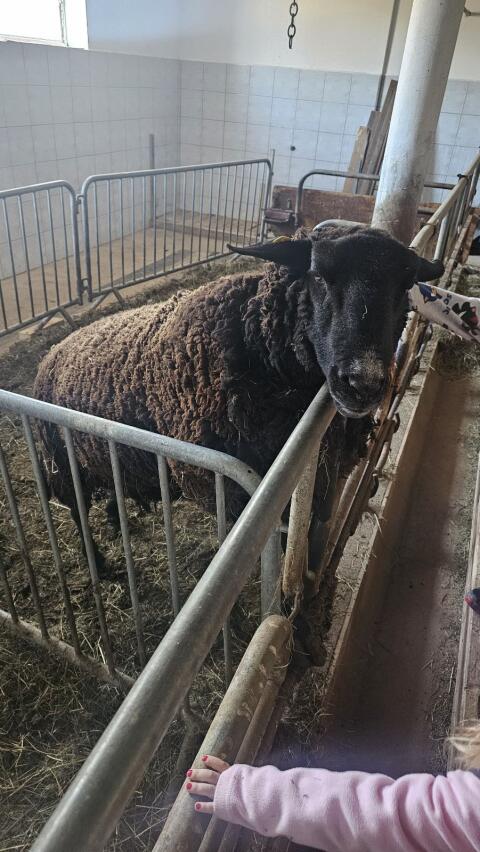 Jura Bock 4 Jahre
