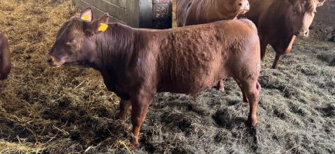 Angus-Stier