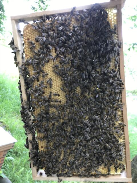 Bienenvölker, Bienenköniginnen