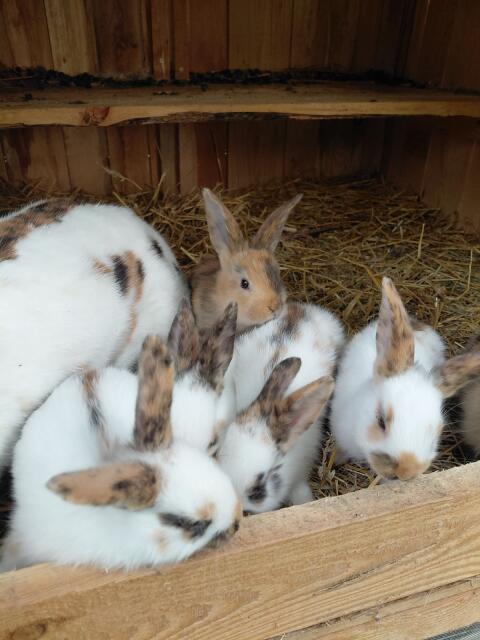 Mix-Kaninchen