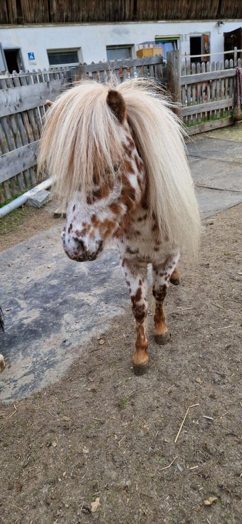 miniPony Hengst in Sonderfarbe