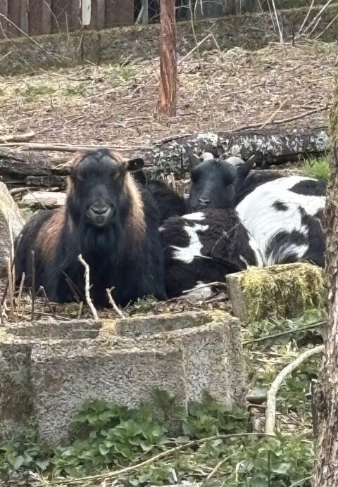 Ziegenfamilie
