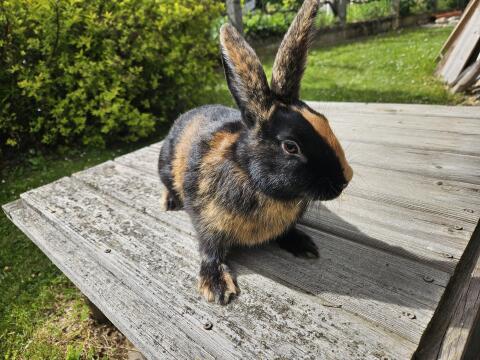 Japaner Kaninchen reinrassig