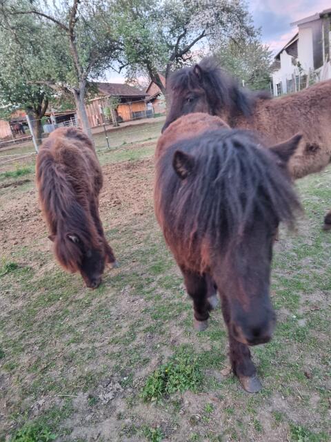 Shetland Shetty Stute, Fohlen, Pony