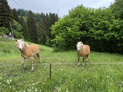 Verkaufe 2 Haflinger.