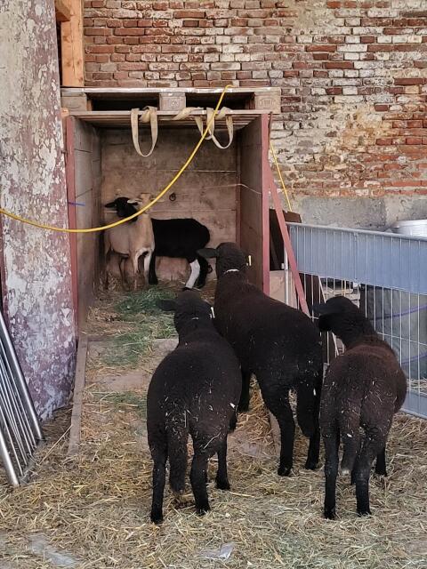 Black Belly Schaf, Lamm