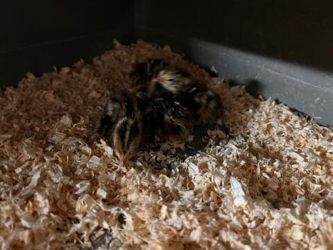 Japanische Legewachteln (Coturnix japonica)