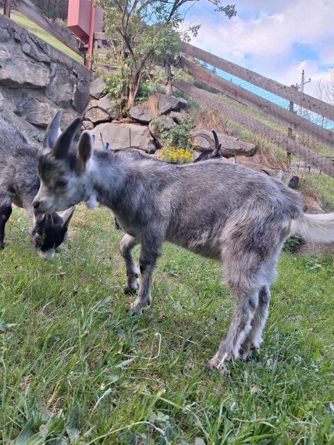 Ziegenbock