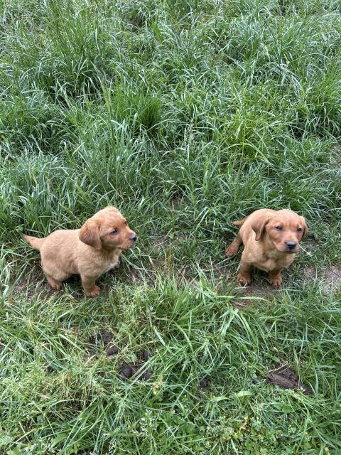 Labrador Mischling