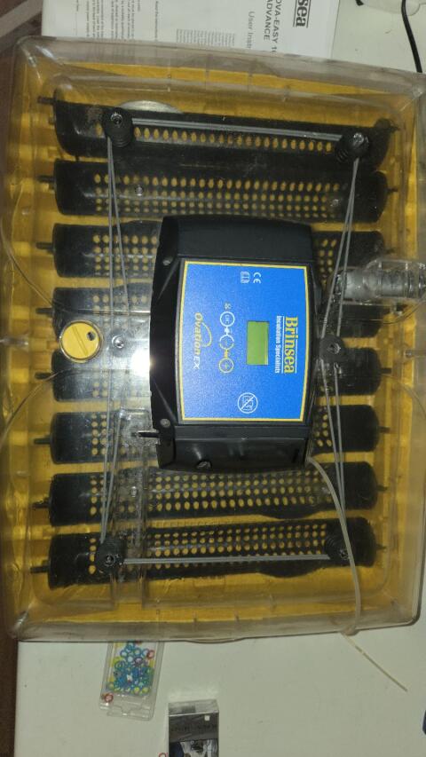 Brinsea 56 Ex Vollautomatisch