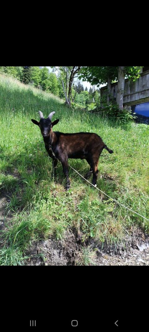 Ziegenbock