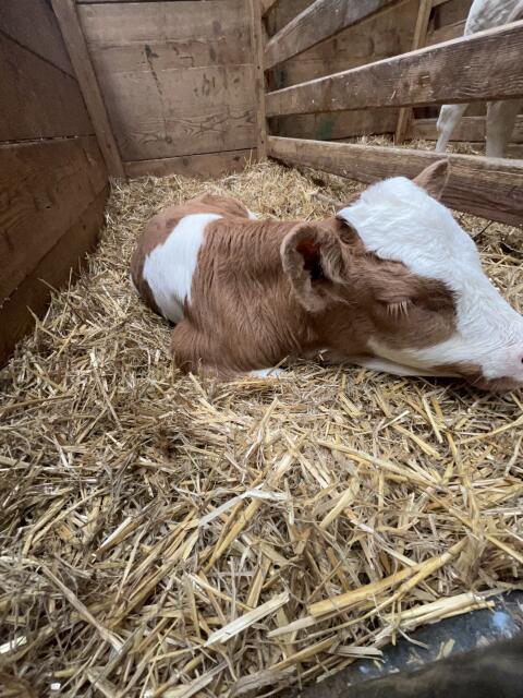 Kleines Stierkalb