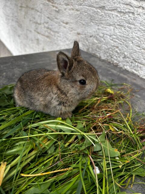 Zwergkaninchen